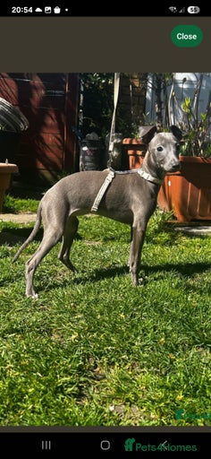 Gallery Image {{count}}