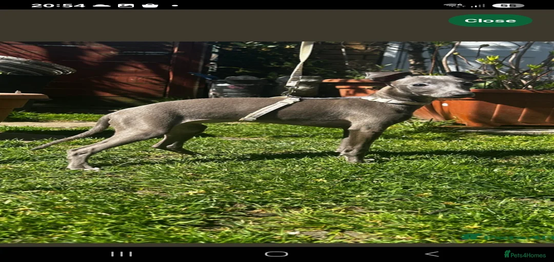 Gallery Image {{count}}