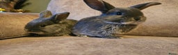 Mixed Breed rabbits for sale: 8 week old grey blue otter netherland dwarf x - Advert 15