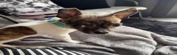 Mixed Breed dogs for sale: Gorgeous male chi x jack russel - Advert 2