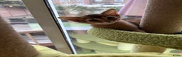 Abyssinian cats for sale: Female (last one) - Advert 4