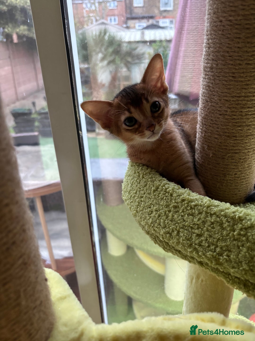 Abyssinian cats for sale: Female (last one) - Advert 4