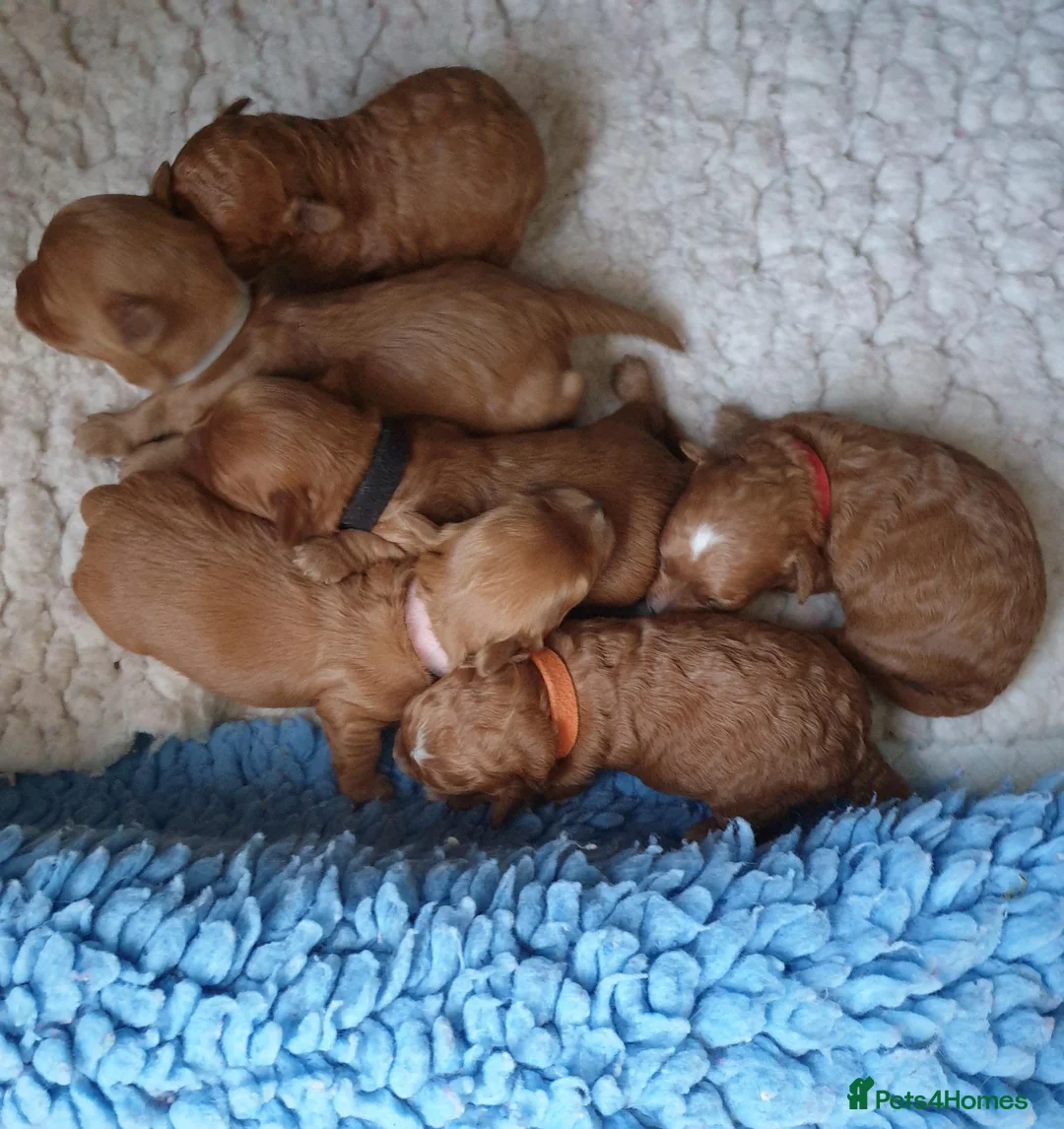 Coton De Tulear dogs for sale: Cotonoodle/Cotonpoo's DNA tested parents - Advert 6