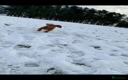 Cocker Spaniel dogs for stud: Pedigree stud   in Gloucester - Image 8
