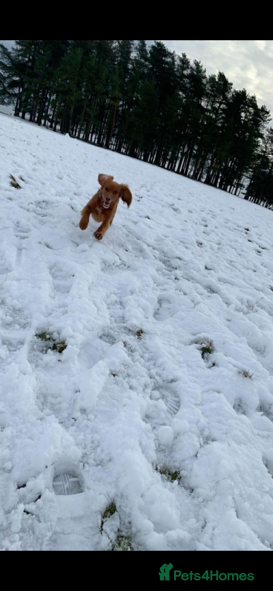 Cocker Spaniel dogs for stud: Pedigree stud   in Gloucester - Image 8