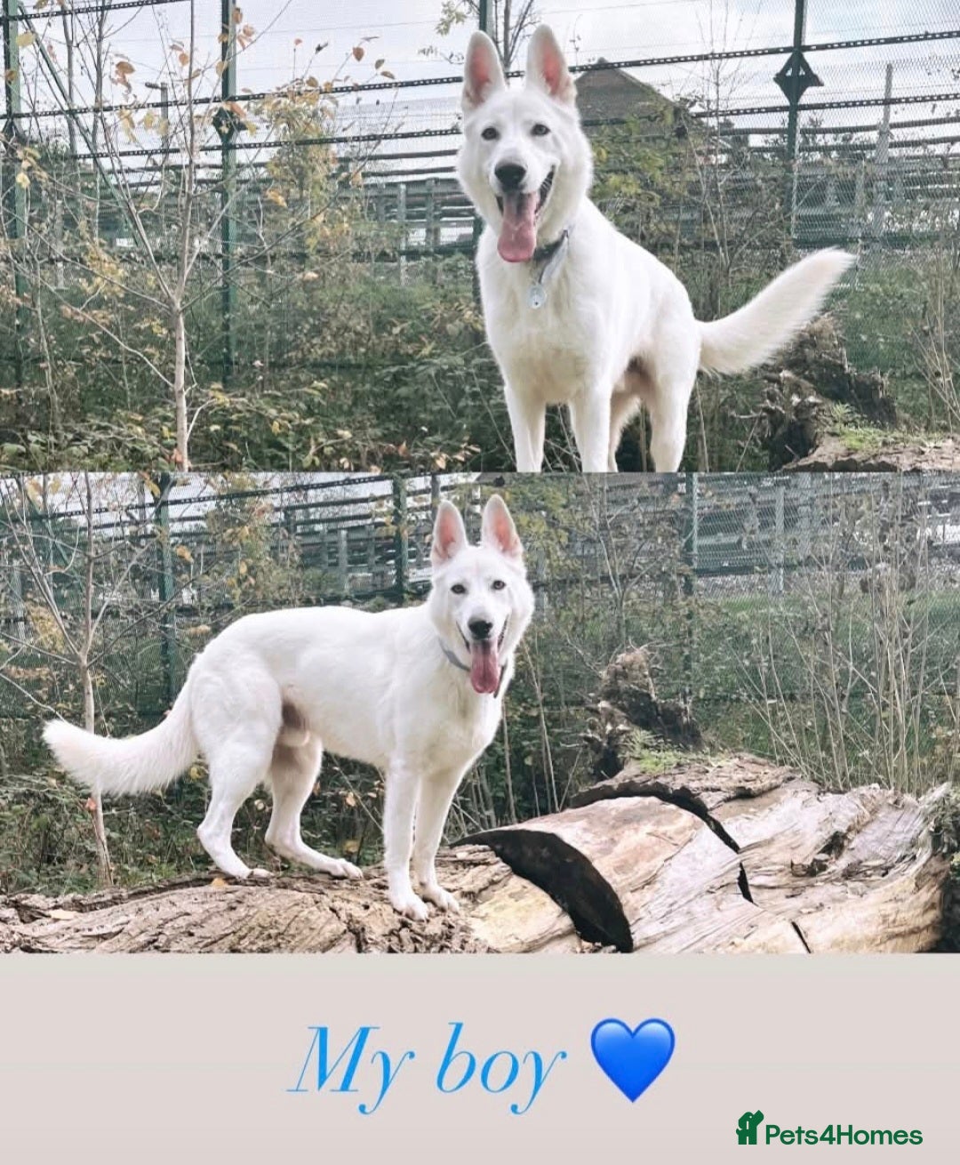 German Shepherd dogs Beautiful male white german shepherd for sale!! - Advert 18