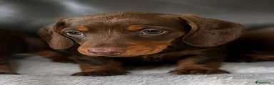 Miniature Dachshund 6