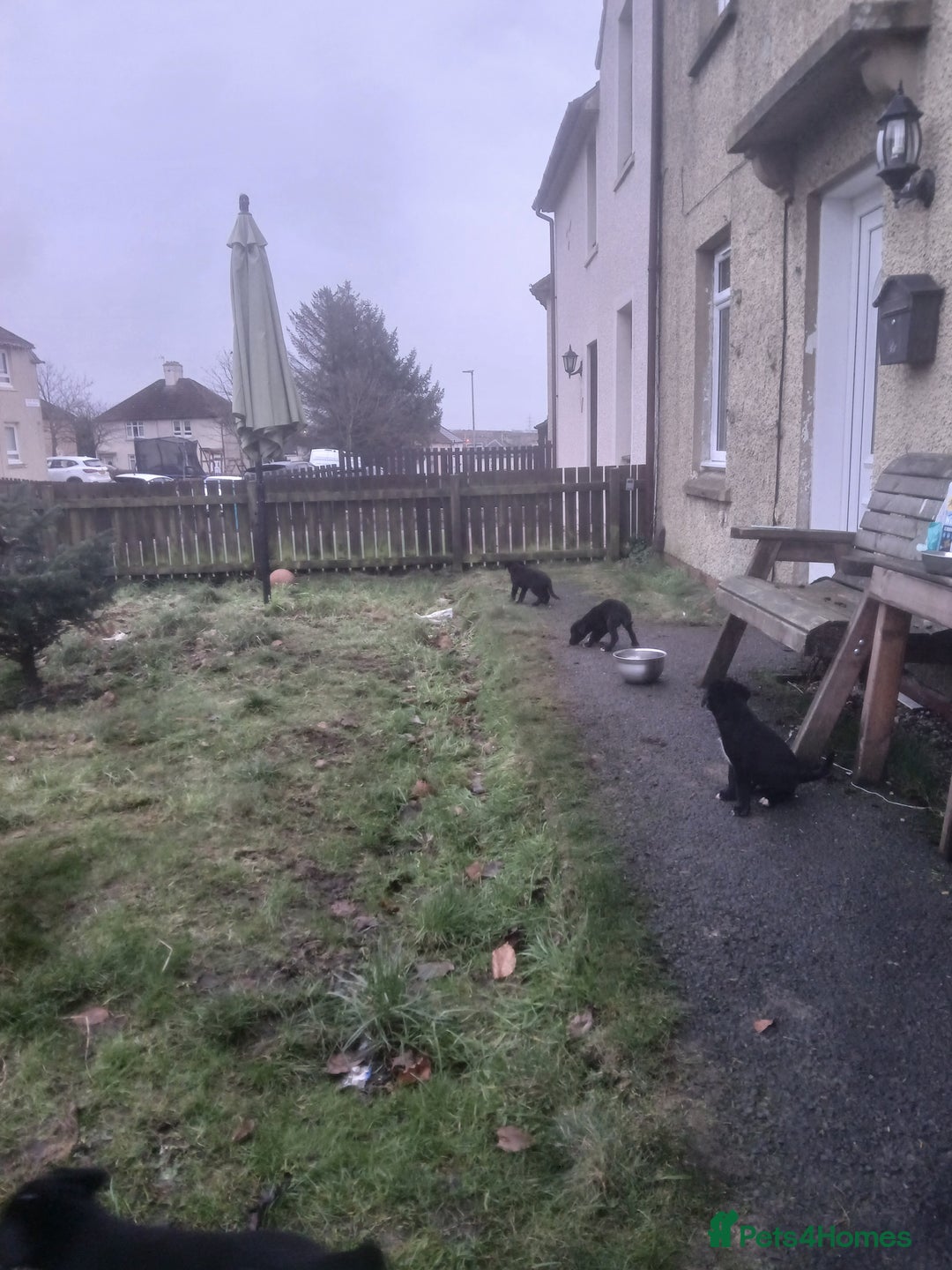 Borador dogs for sale: 8 beautiful borador ready for their forever homes  - Advert 8