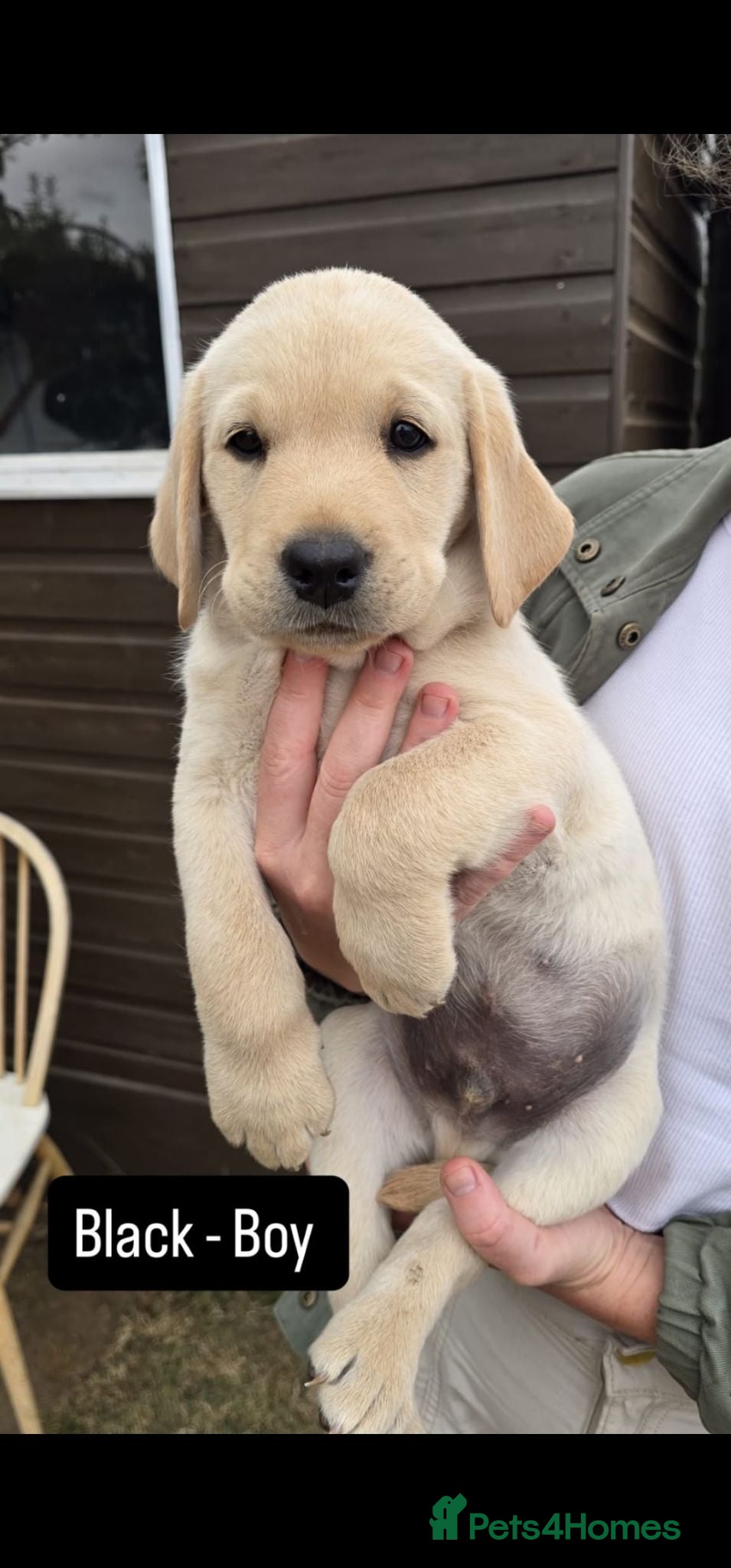 Labrador Retriever dogs Last 4 Labrador Boy Puppies Left! Ready now - Advert 11