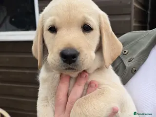 Labrador Retriever dogs Last 4 Labrador Boy Puppies Left! Ready now - Advert 6