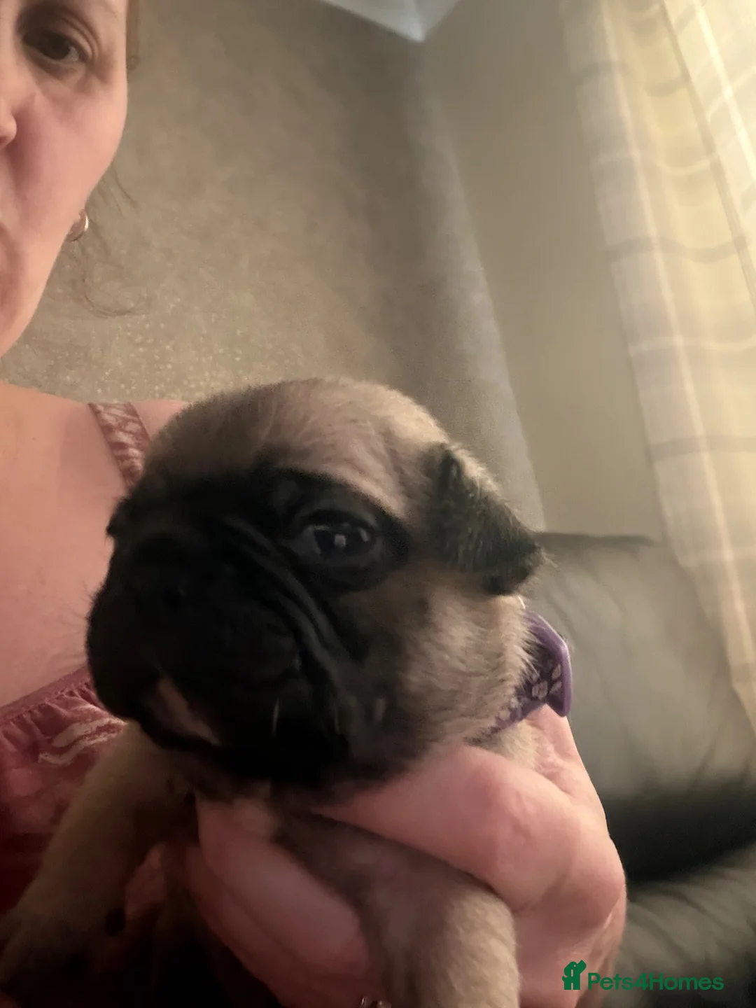 Frug dogs for sale: Beautiful Frugs  in Rainham - Advert 2