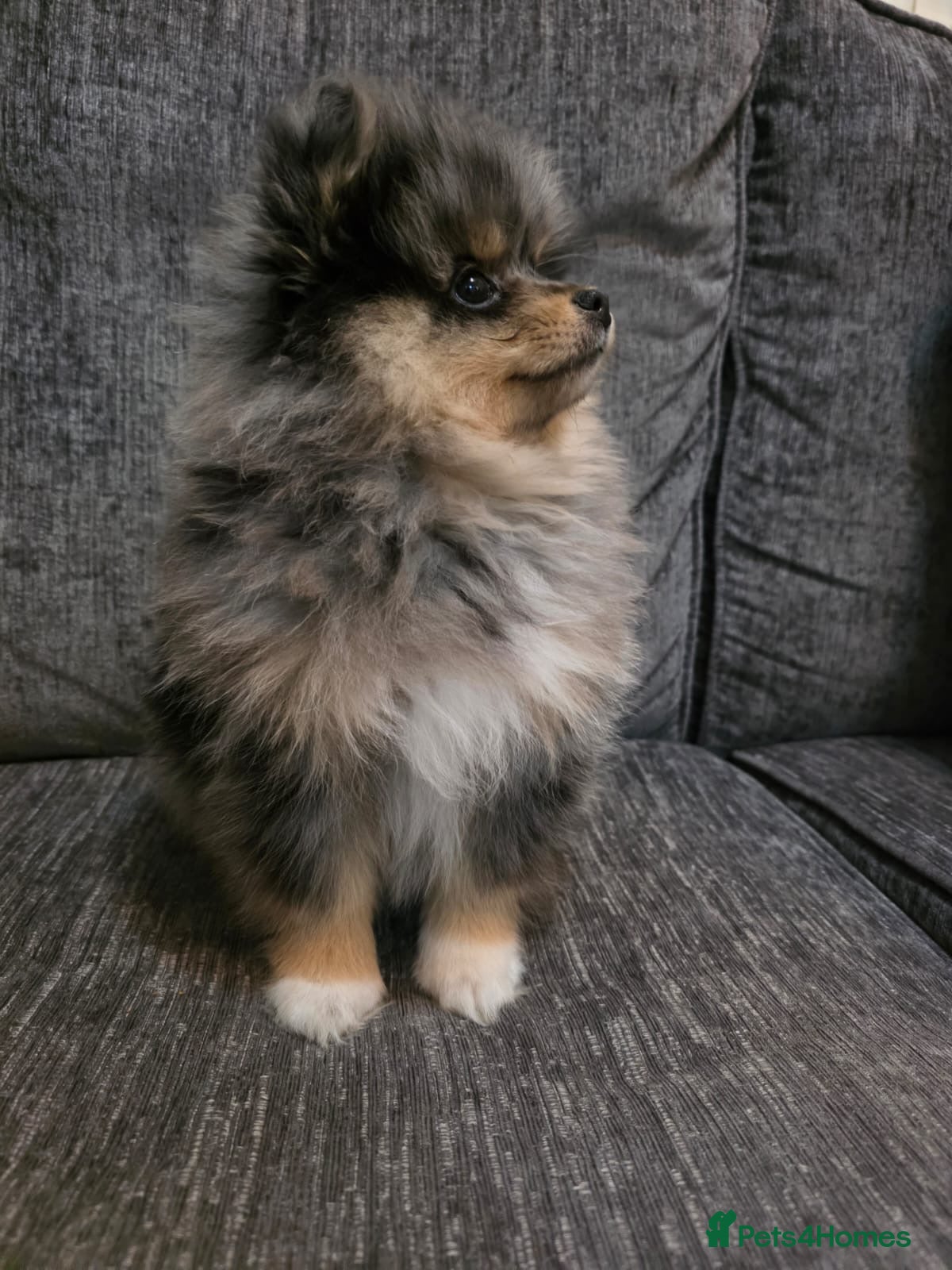 Pomeranian dogs Stunning litter of pomeranian - Advert 10