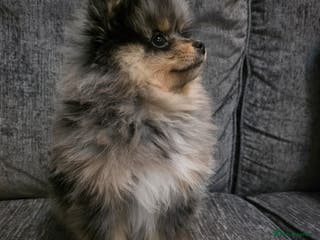 Pomeranian dogs Stunning litter of Merle & sable Pomeranian’s - Advert 6
