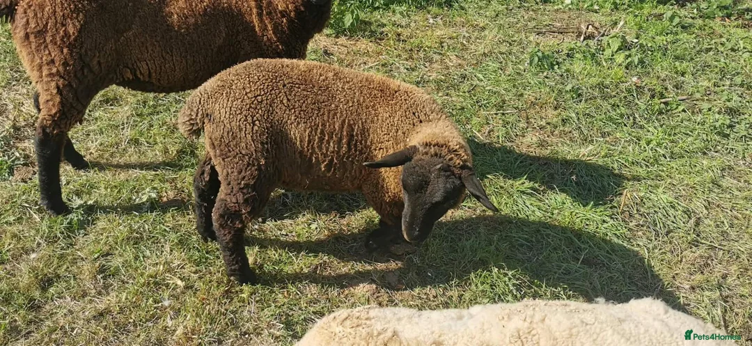Sheep livestock for sale: Ram lamb in Bridgwater - Advert 2