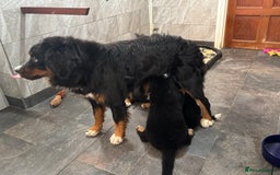 Bernese Mountain Dog dogs for sale: Kc registered Bernese mountain dog puppies - Image 4