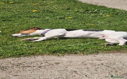 Jack Russell dogs for stud: Jack Russell Dog for Stud - Image 11