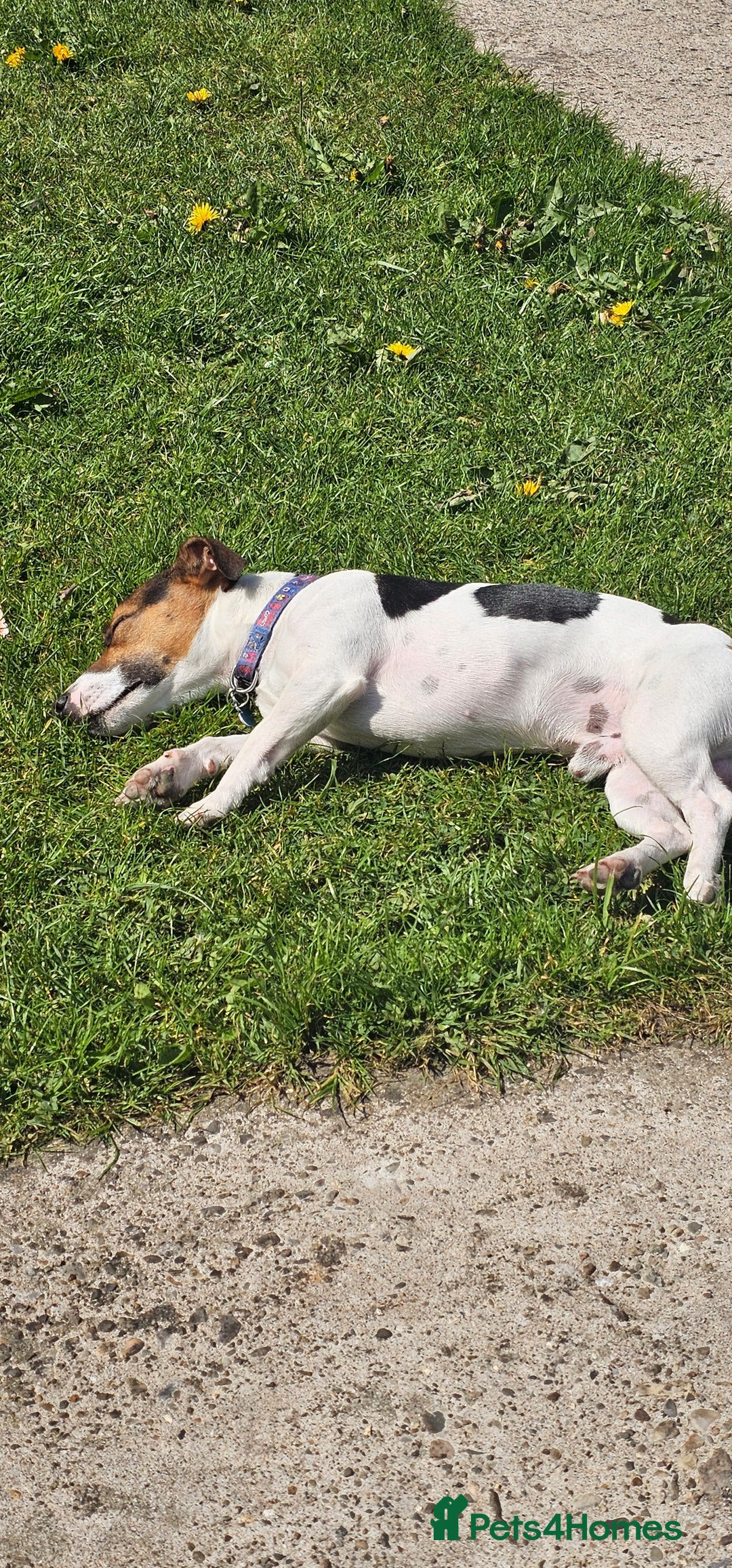 Jack Russell dogs for stud: Jack Russell Dog for Stud - Image 11