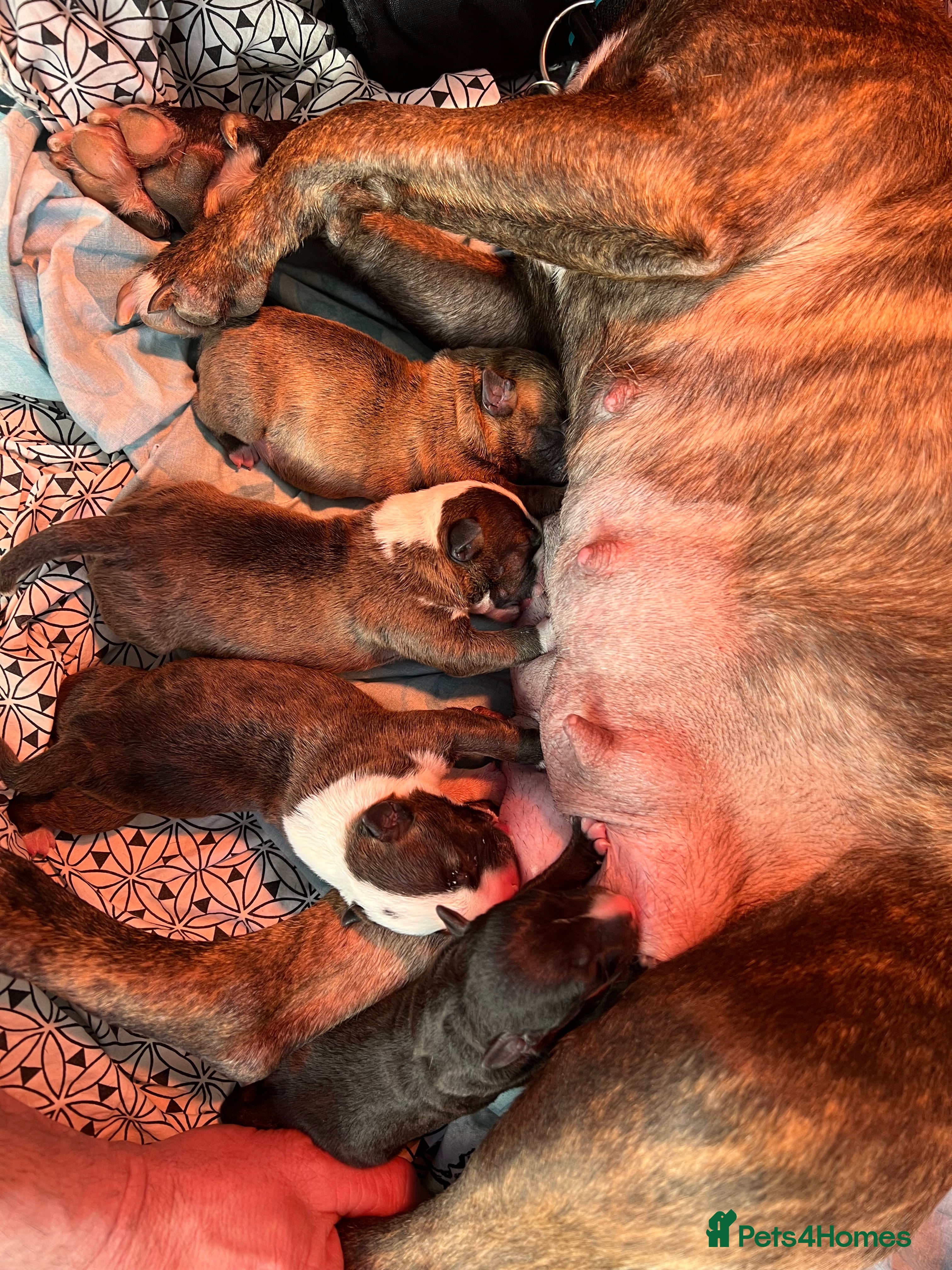 Miniature Bull terrier dogs KC registered mini bull terriers - Advert 2