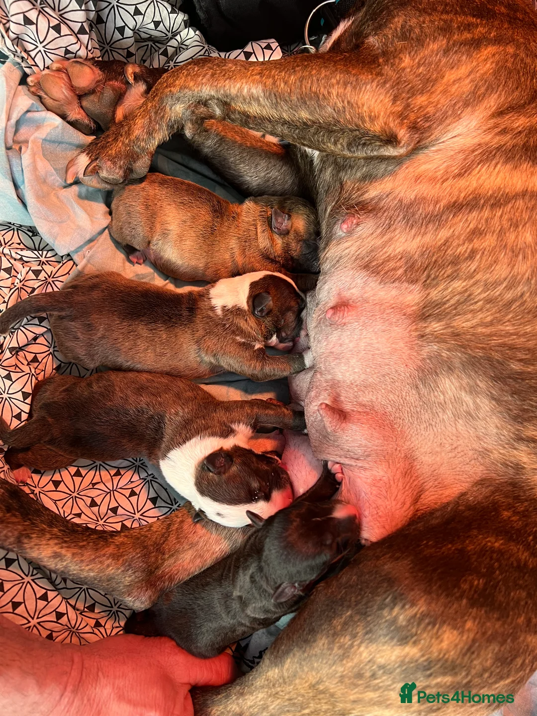 Miniature Bull terrier dogs for sale: KC registered mini bull terriers in Bourne - Advert 2