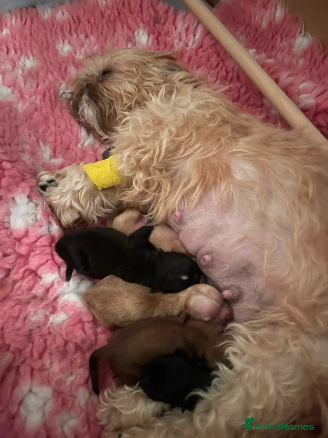 Shih Tzu dogs for stud: stunning chocolate stud boy  in Saint Helens - Advert 14