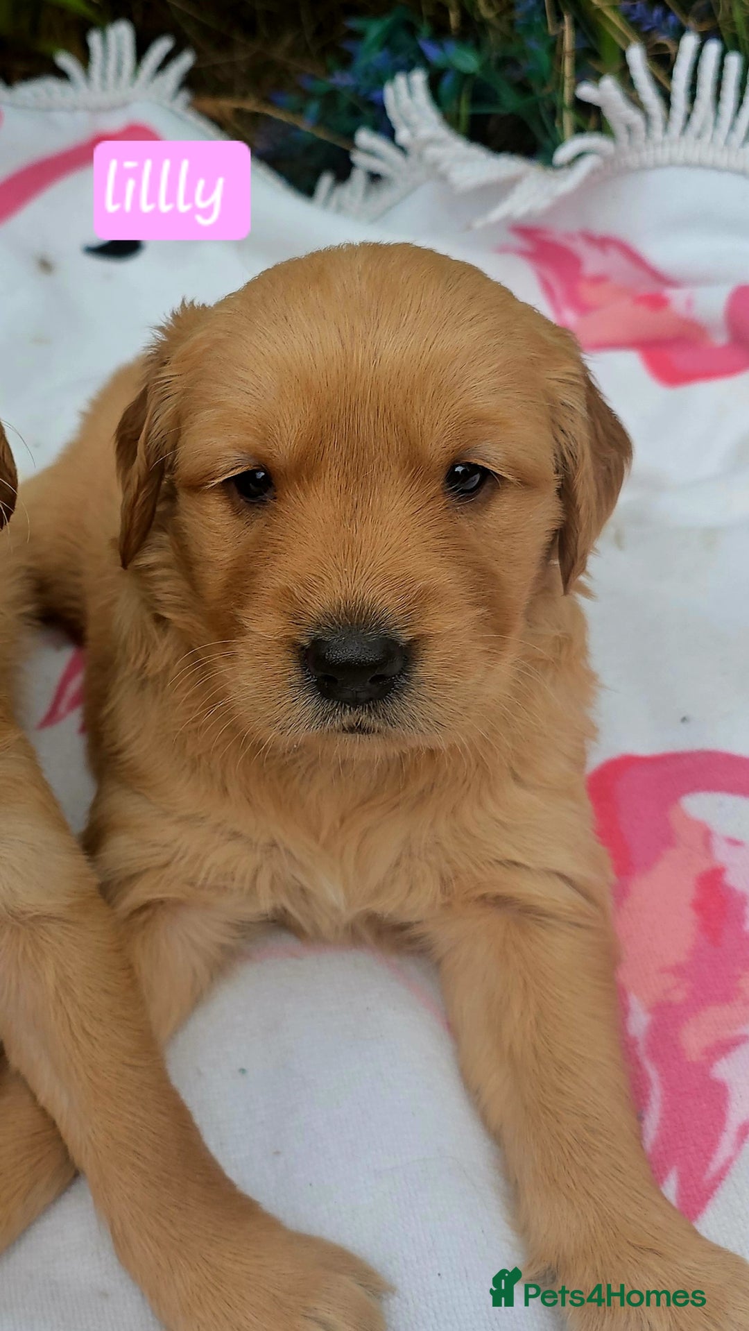Golden Retriever dogs for sale: *Beautiful kc/Dna clear Golden retriever pups* - Image 5