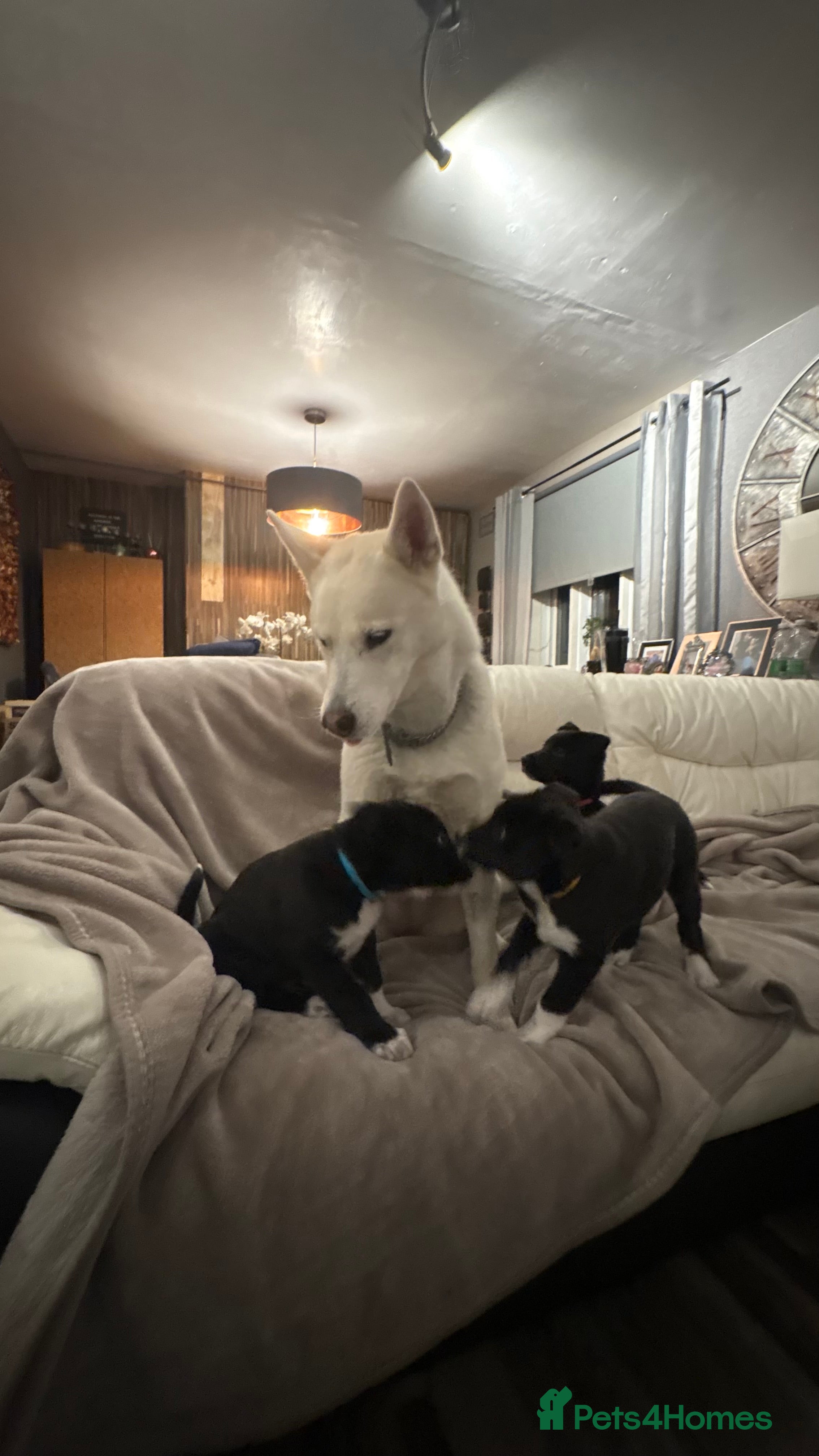 Mixed Breed dogs 3 beautiful puppies sale. 2 girls and 1 boy.  - Advert 4