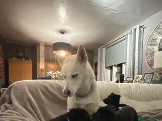 Mixed Breed dogs 3 beautiful puppies sale. 2 girls and 1 boy. - Advert 12