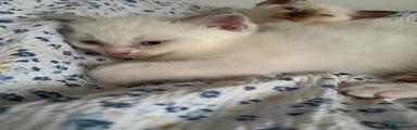 Ragdoll 2