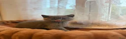 British Shorthair cats for sale: Lovely fully british short hair kittens - Advert 10