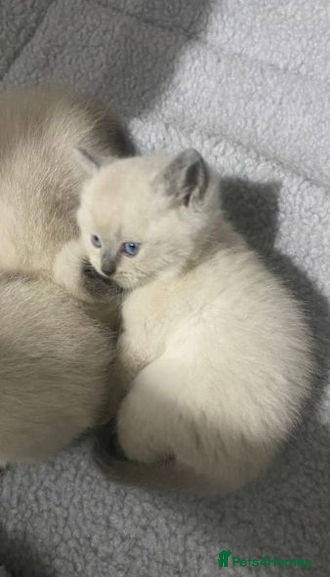 Ragdoll cats for sale: Delightful Ragdoll kittens.  - Image 4
