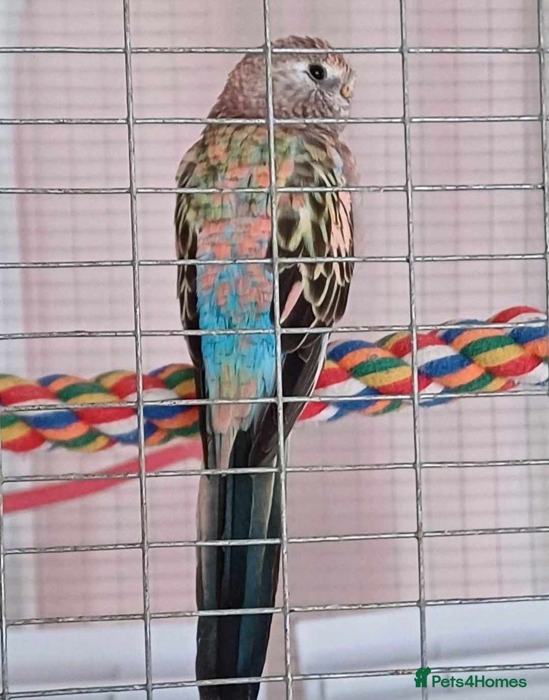 Parakeets birds Two Rosa Bourkes & two Kakarikis for new perch - Advert 2