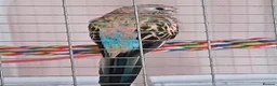 Parakeets birds for sale: Two Rosa Bourkes & two Kakarikis for new perch - Advert 1