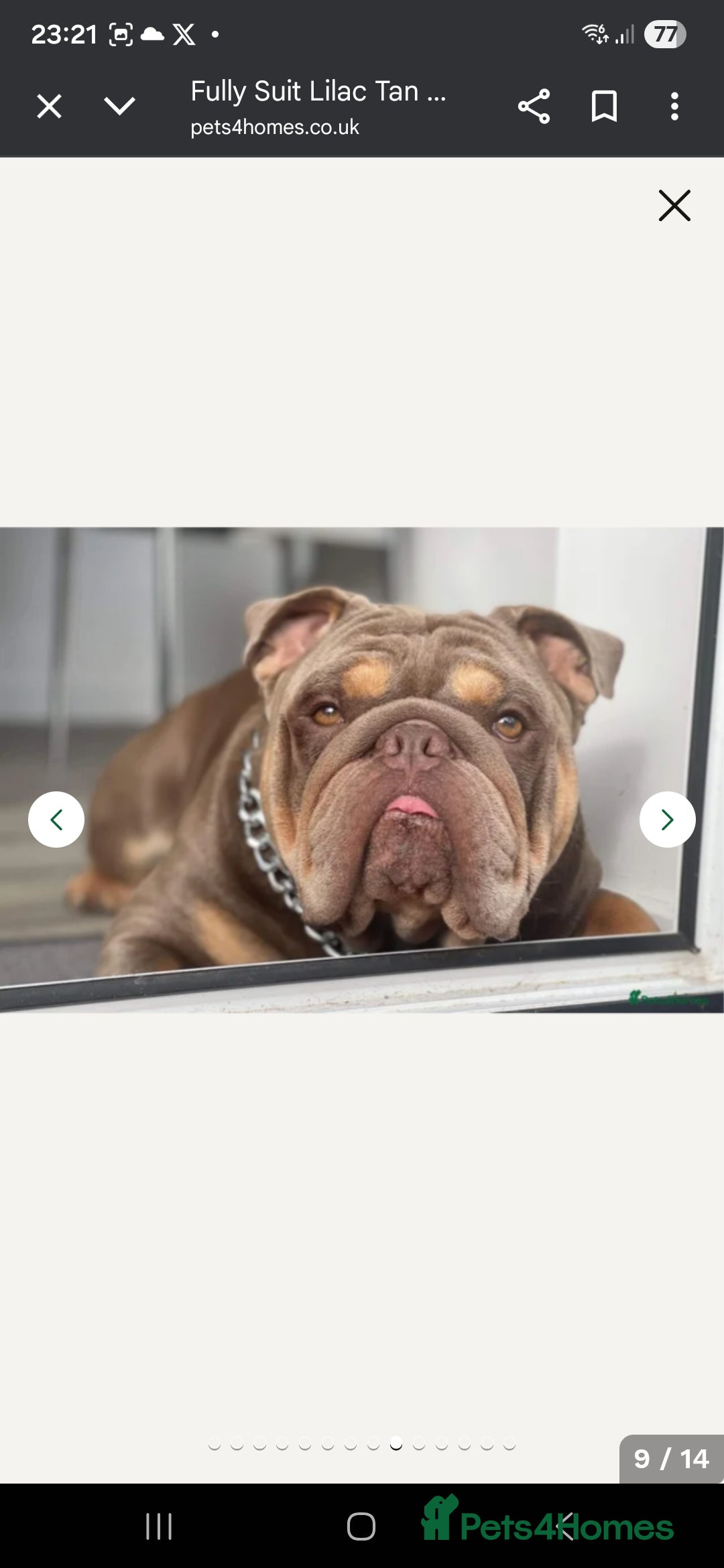 English Bulldog dogs for sale: Lilac/tan/ white English Bulldogs. 5 males. - Advert 17