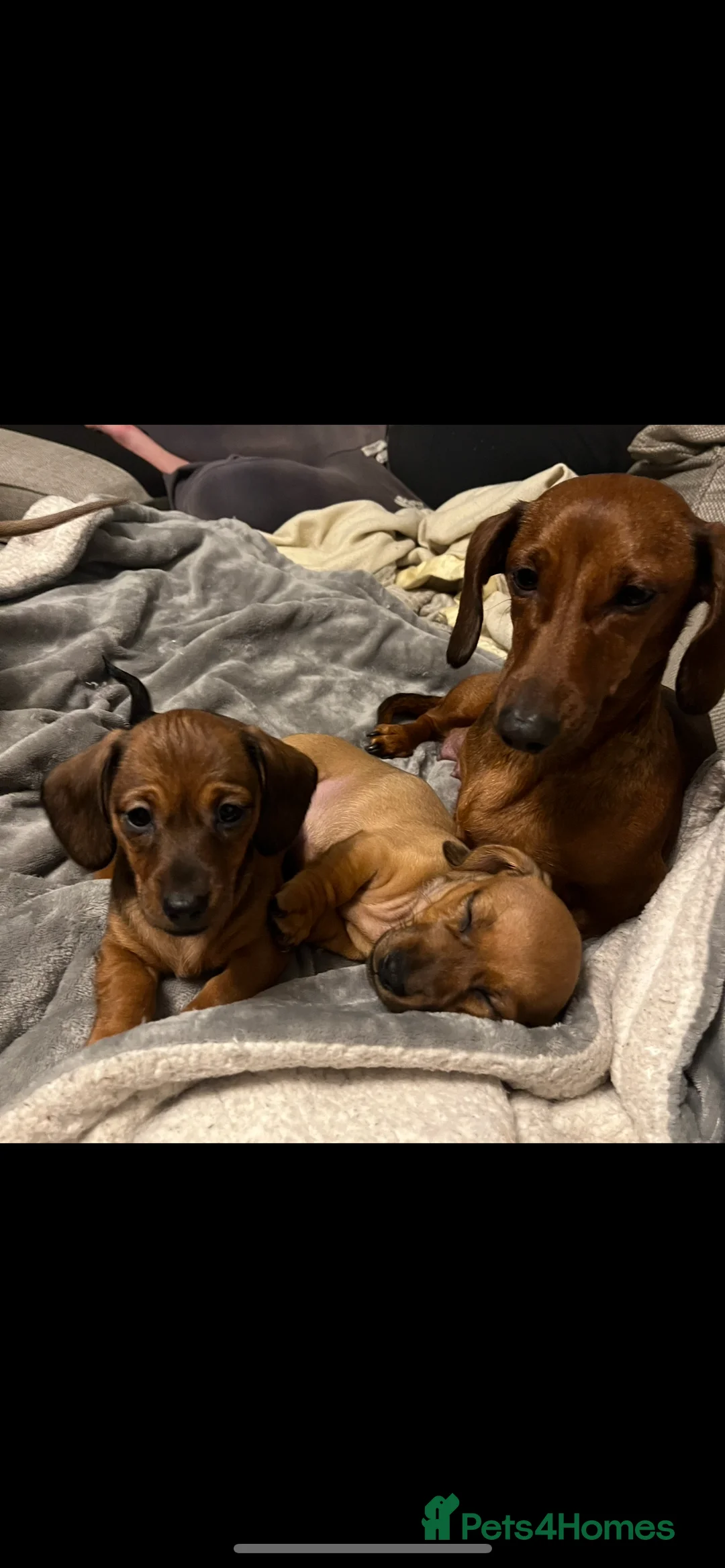 Dachshund dogs for sale: Red dachshund puppies  - Advert 13