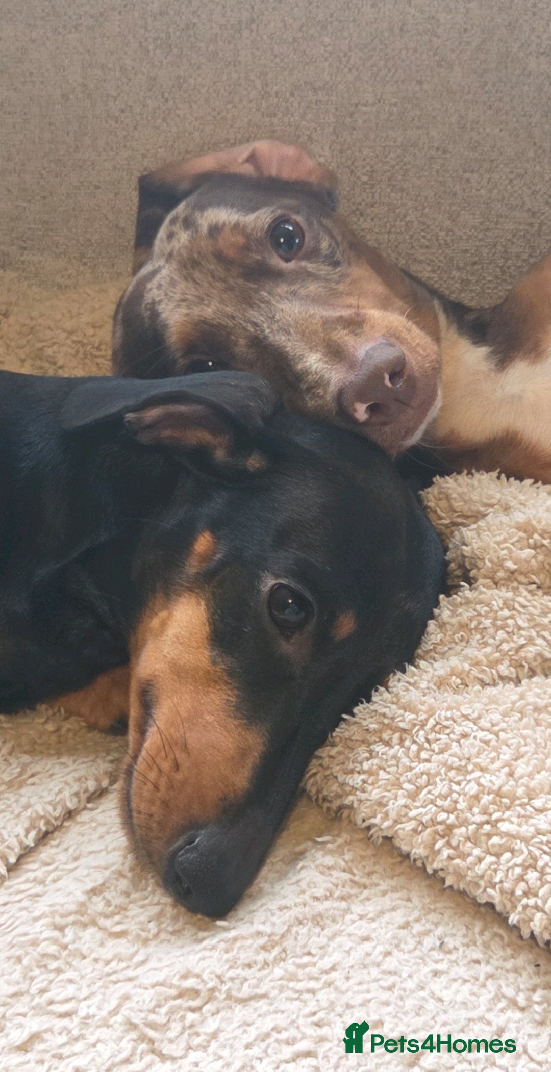 Dachshund dogs for stud: Daushound available for stud.  - Advert 3