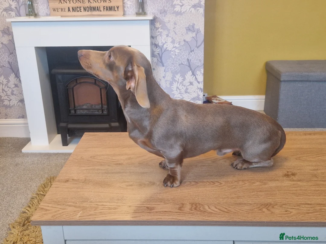 Miniature Dachshund dogs for stud: For stud my boy Dinky  in Alfreton - Advert 13