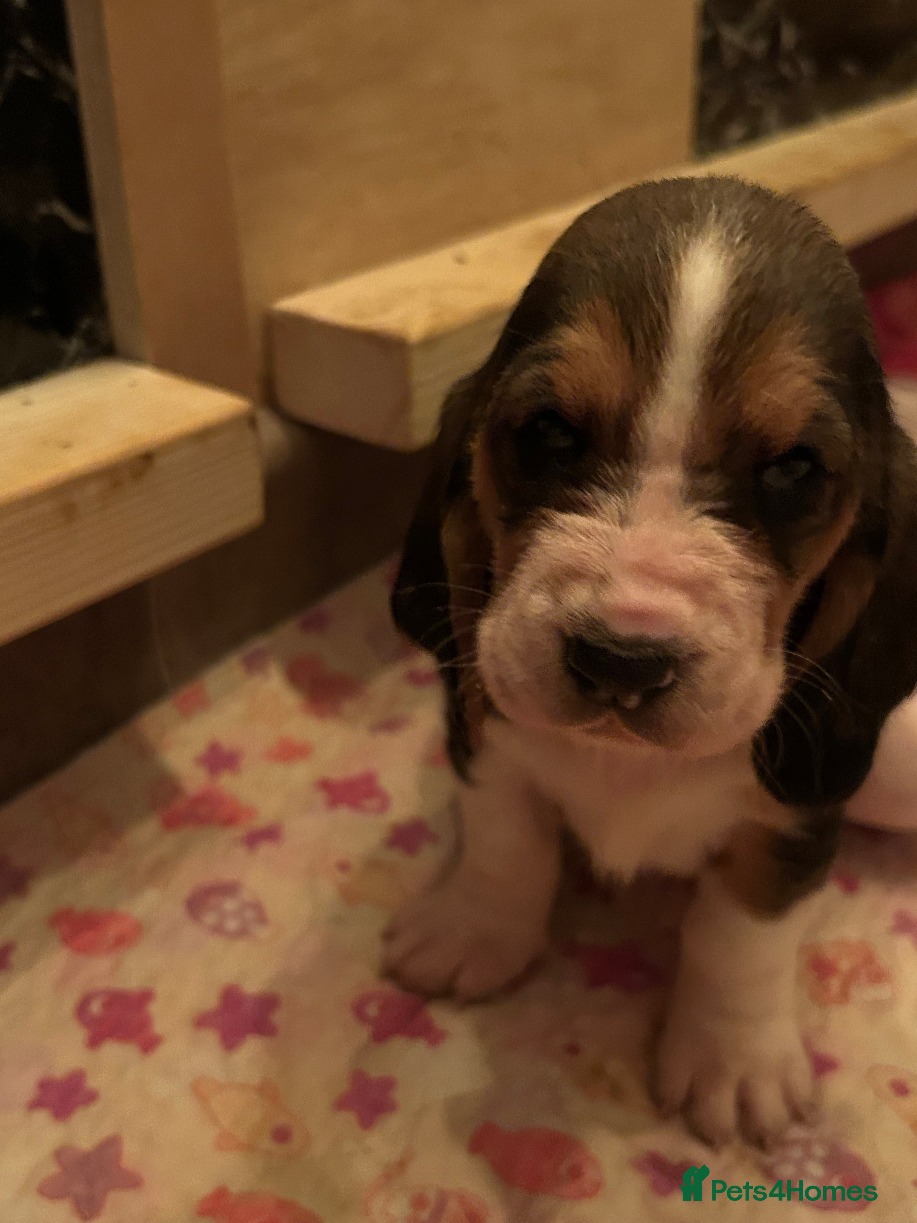 Basset Hound dogs Stunning Basset hound puppies!! KC reg. - Advert 1