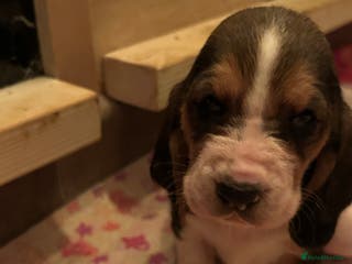Basset Hound dogs Stunning Basset hound puppies!! KC reg. - Advert 2