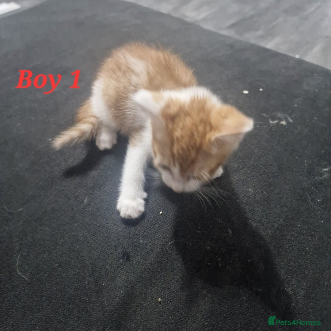 Mixed Breed cats for sale: Beautiful kittens for sale - Image 7