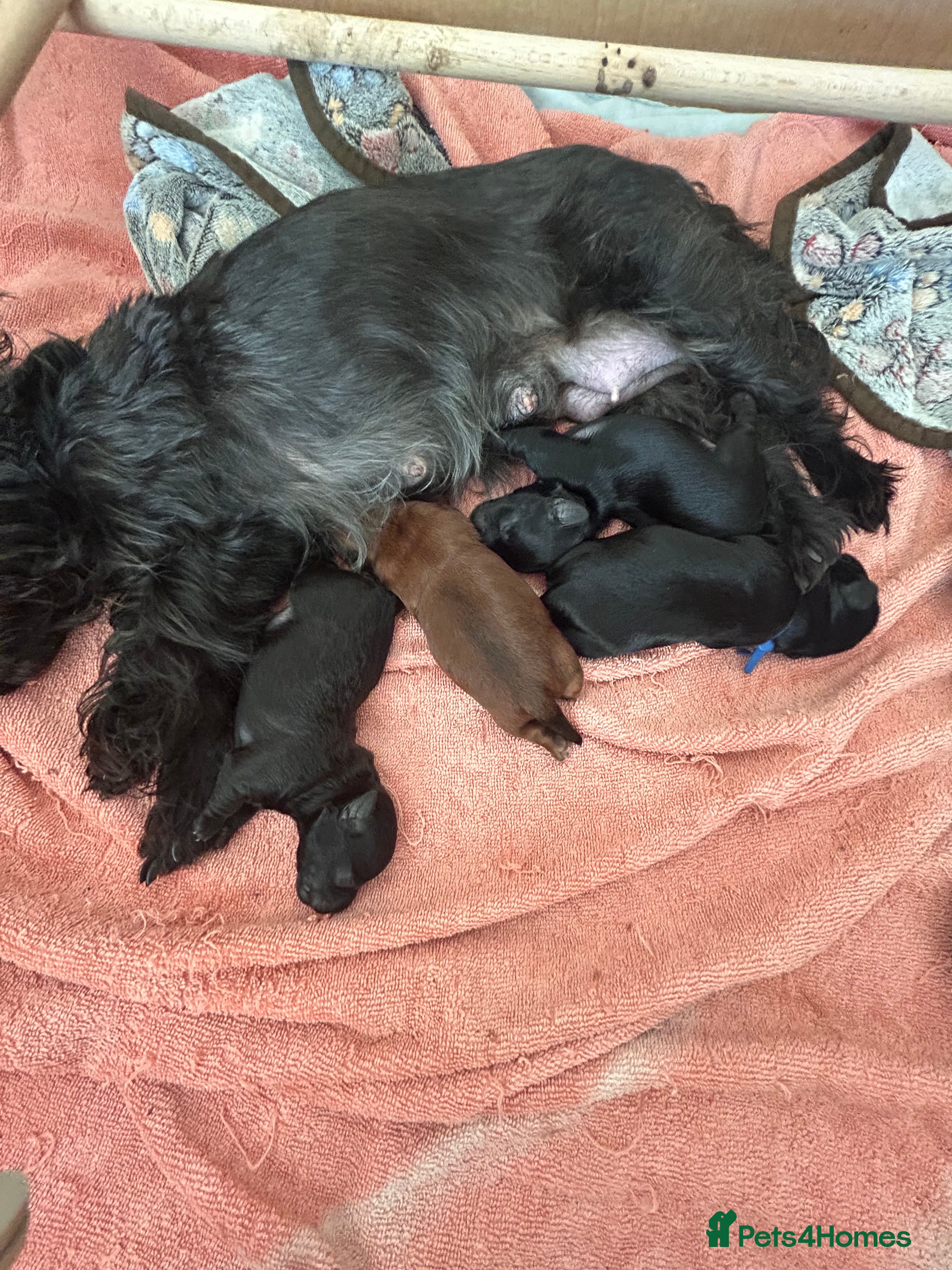Yorkiepoo dogs Yorkiepoo puppies for sale. - Advert 3