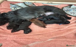 Yorkiepoo dogs for sale: Yorkiepoo puppies for sale. - Image 1