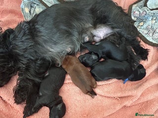 Yorkiepoo dogs - Advert 29