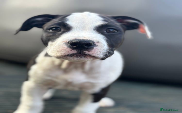 Staffordshire Bull Terrier dogs in Chatteris - Advert 4