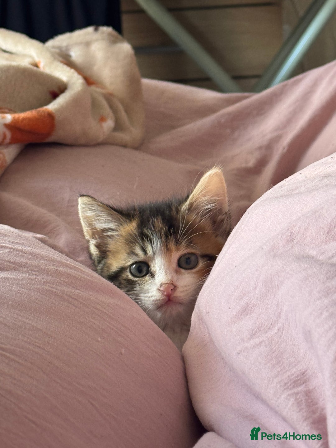 Domestic Shorthair cats for sale: Tabby kitten  - Advert 9