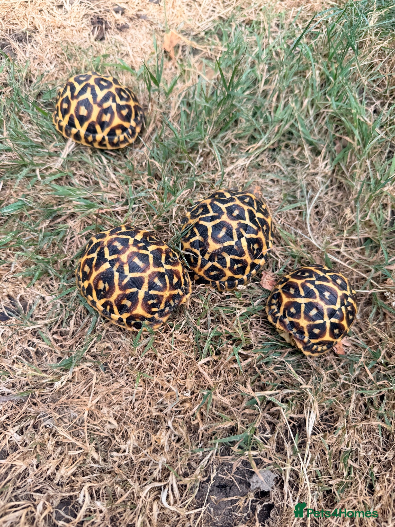 Tortoise reptiles Indian star tortoise  - Advert 23