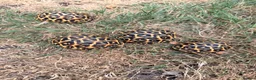 Tortoise reptiles for sale: Indian star tortoise  - Advert 1