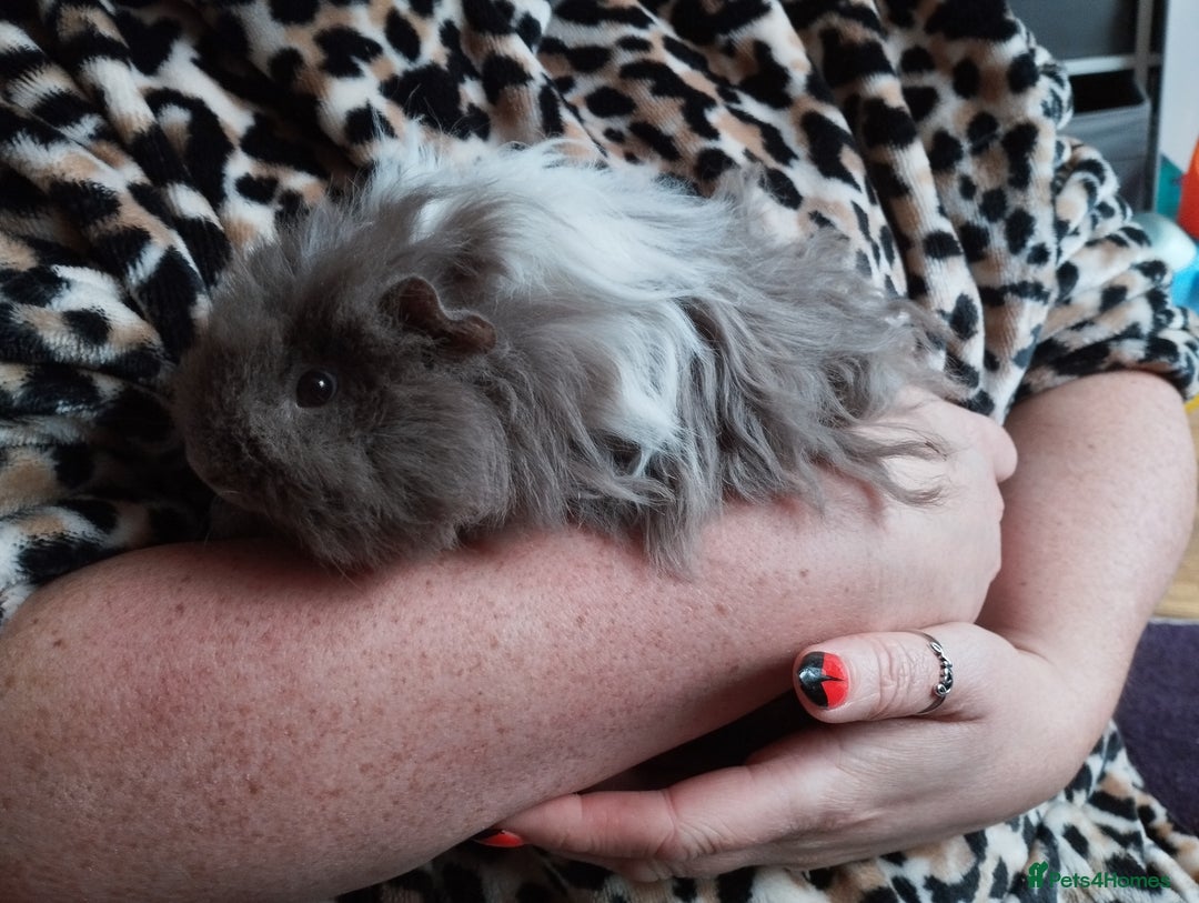 Guinea Pig rodents for sale: 2 young guinea pig girls and cage etc  - Advert 3