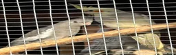 Cockatiels birds for sale: Young Cockatiels - Advert 4