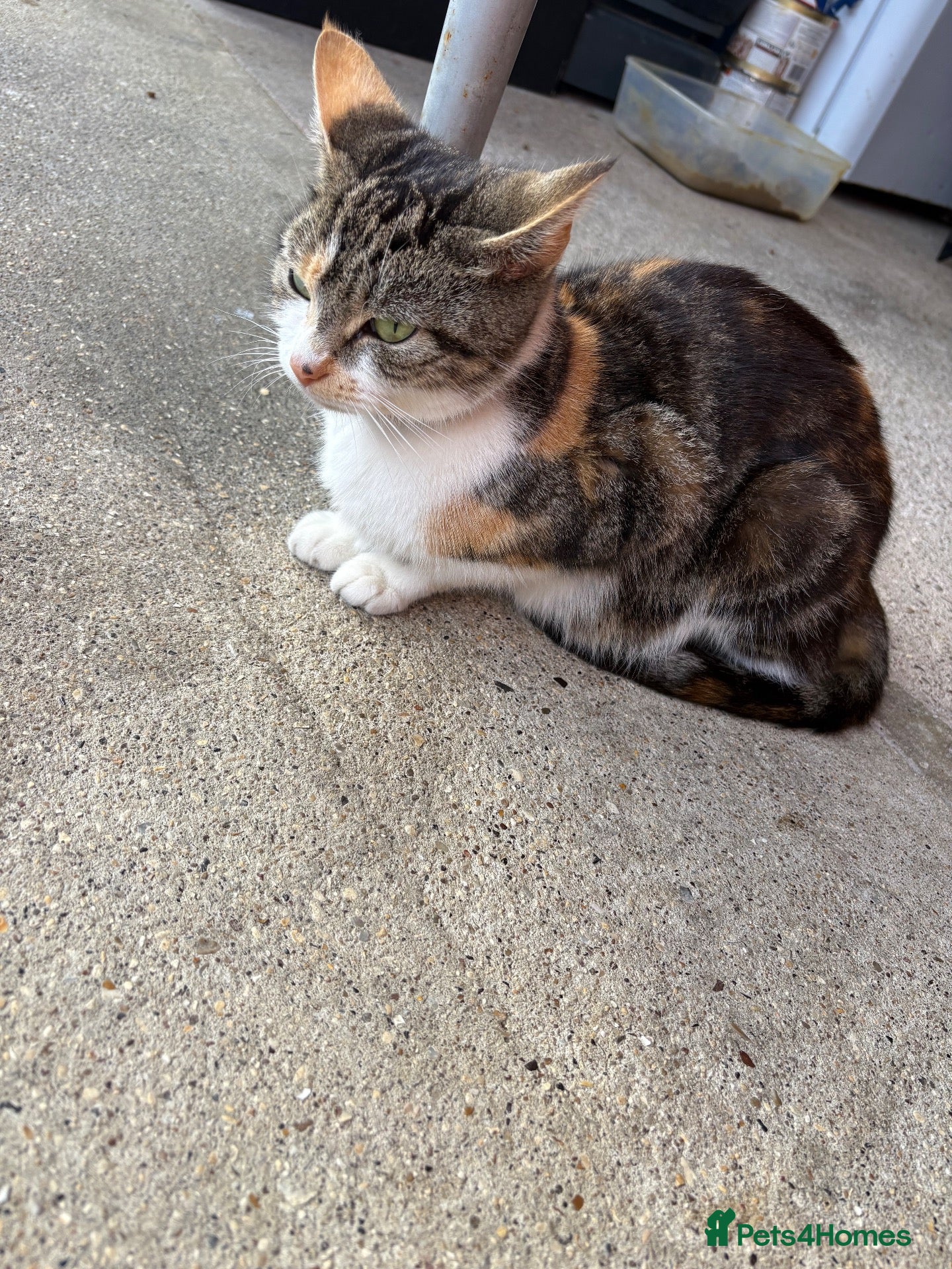 Mixed Breed cats Two Lovely Female Kittens Looking for Homes - Advert 2