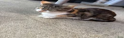 Mixed Breed cats for sale: Two Lovely Female Kittens Looking for Homes - Advert 1